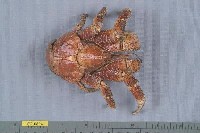 藏品(椰子蟹)的圖片